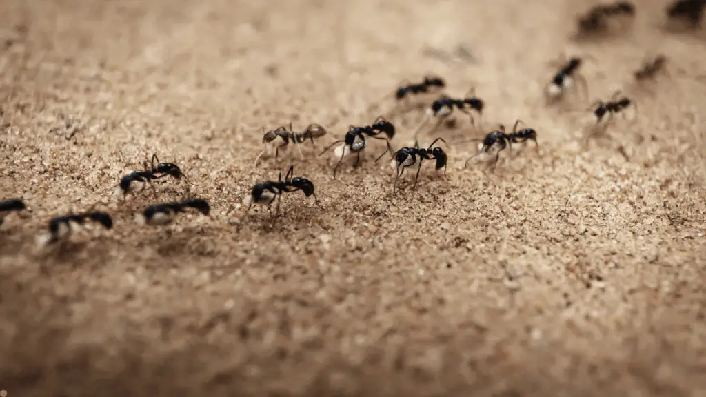 Ants