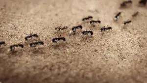 Ants