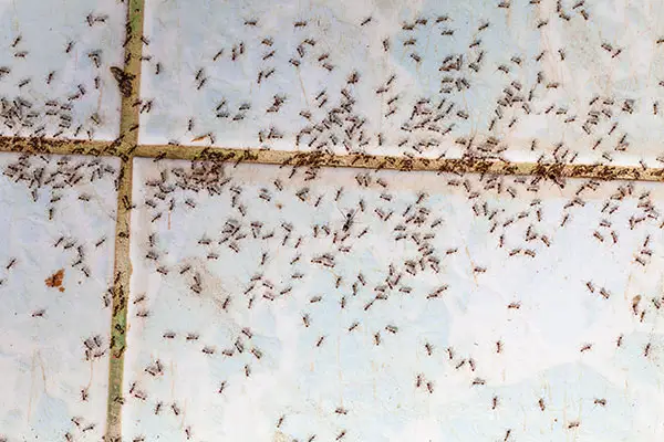 Ants in Kitchen