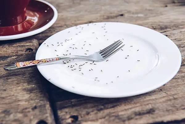Ants on Plate