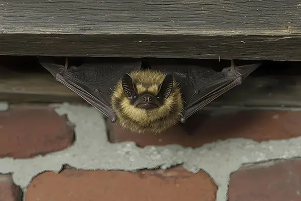 Bat Under Home Eave