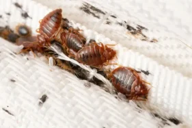 Bed Bugs on Mattress