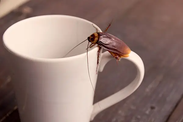 Cockroach on coffee cup