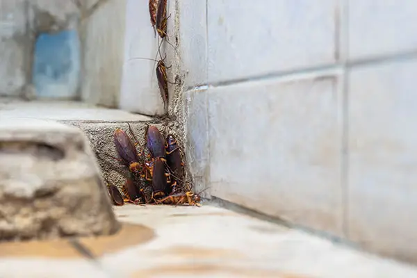 Cockroaches on Wall