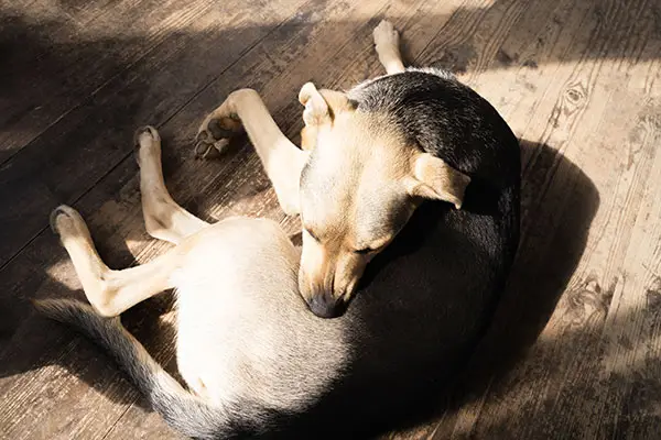 Dog with Fleas