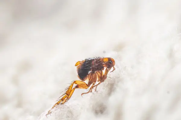 Jumping Flea