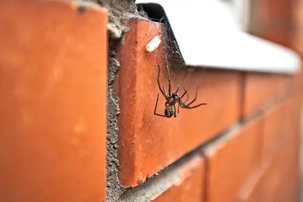 Spider Making Web