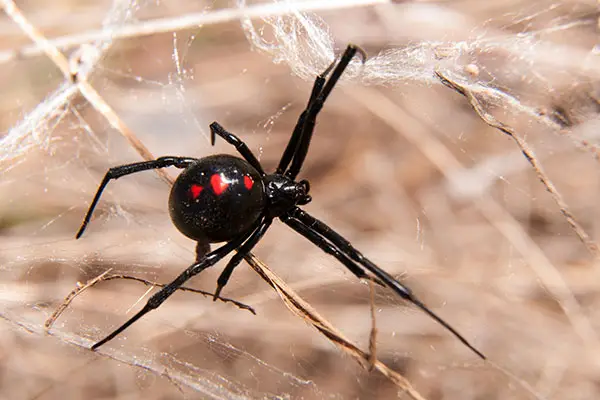 Black Widow Spider