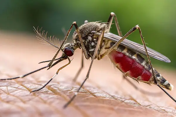 Mosquito