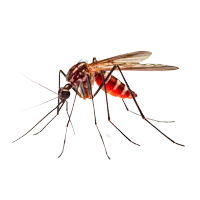 Mosquito