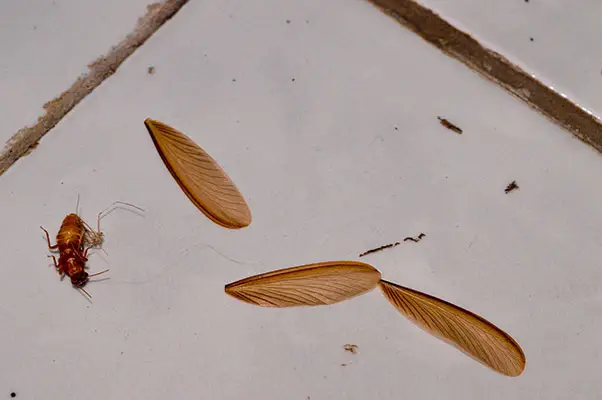 Termites Discarded Wings