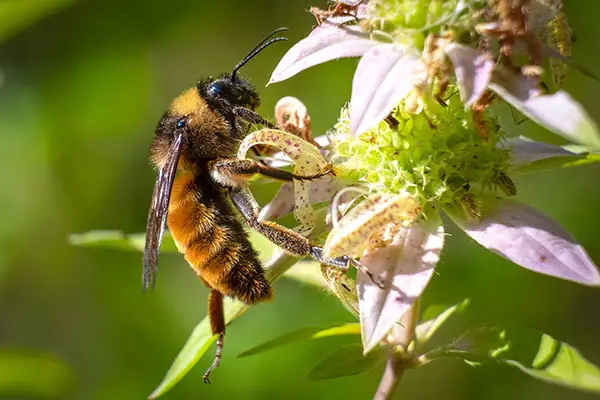 Bees