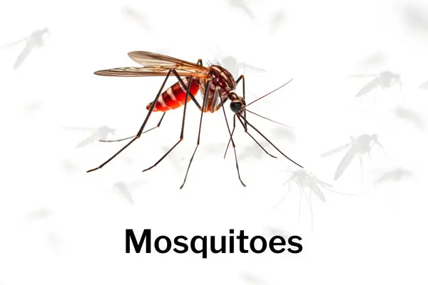 Mosquitoes