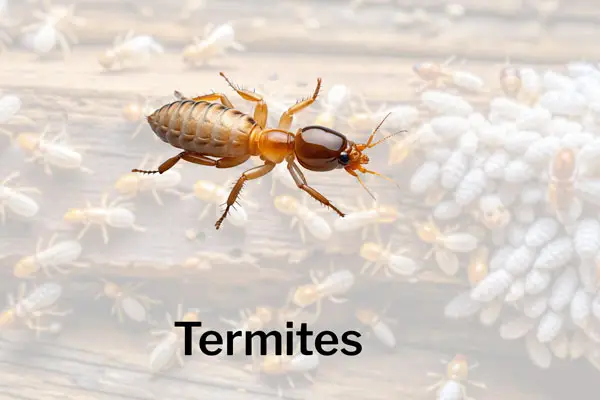 Termites