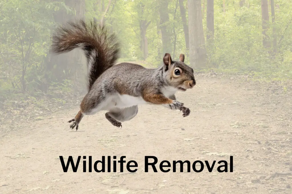 Wildlife Removal