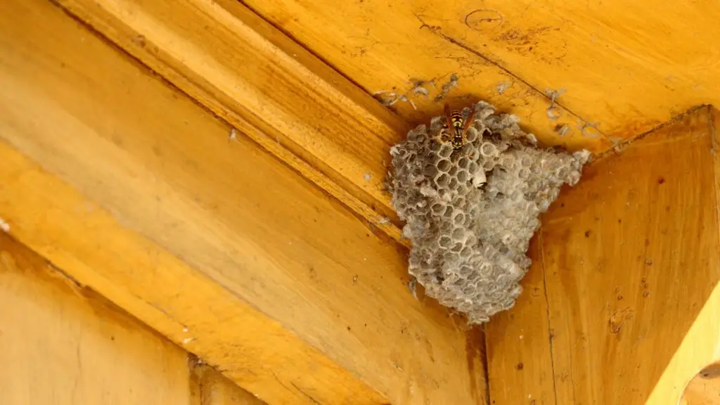 wasp nest in home