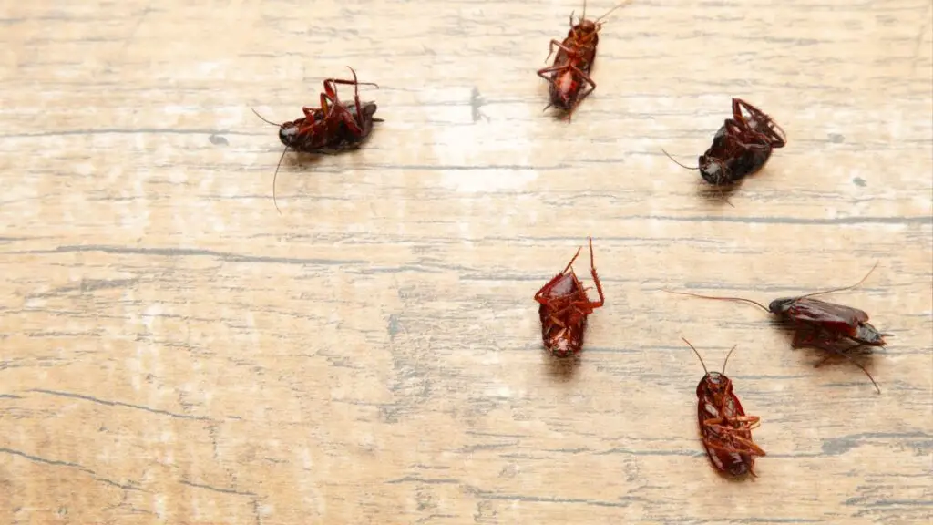 different types of roaches