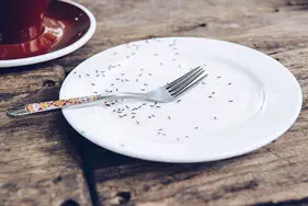 Ants on plate