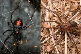 NC dangerous spiders