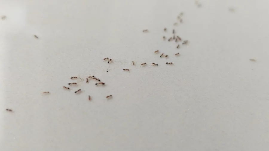 Ants scattered on white background