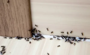 Closeup of ants  under the door