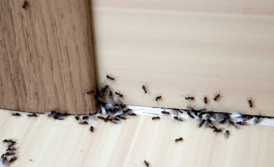 Closeup of ants  under the door