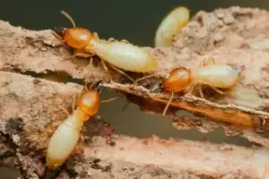 Closeup of termites consuming wood 