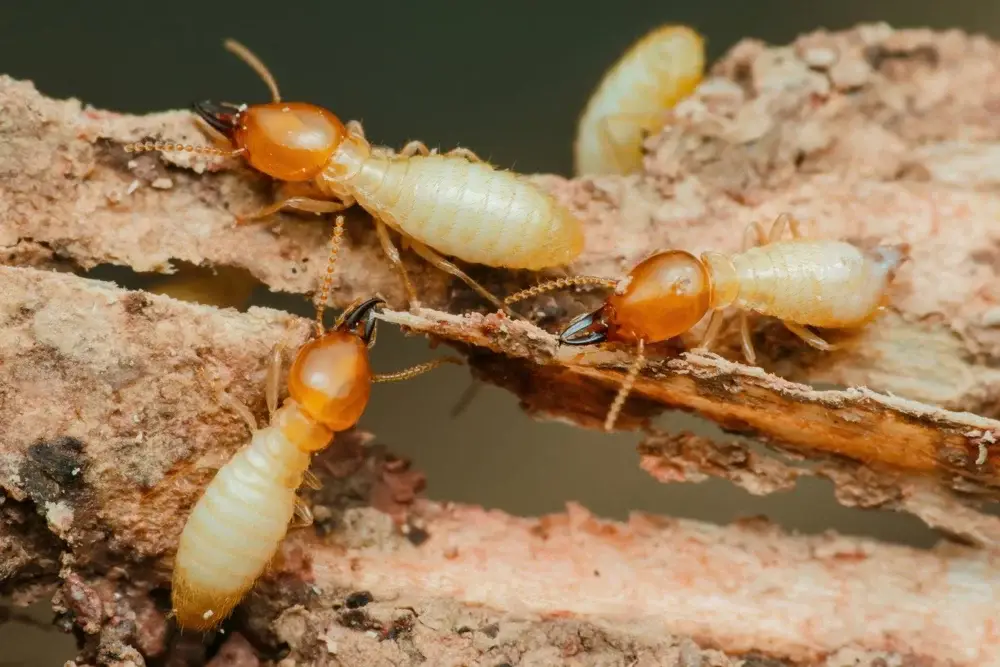 Closeup of termites consuming wood 