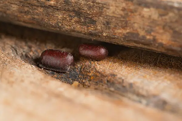 Cockroach egg casings