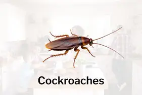 Cockroaches