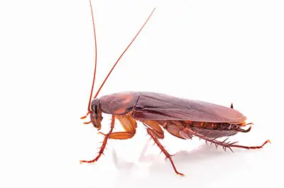Cockroaches