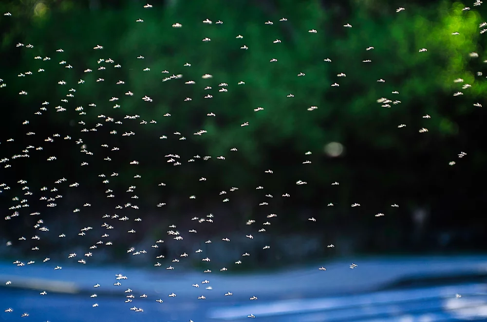 group of flying gnats