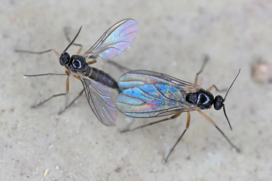Close up of two gnats