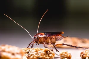 Closeup of a cockroach easting food