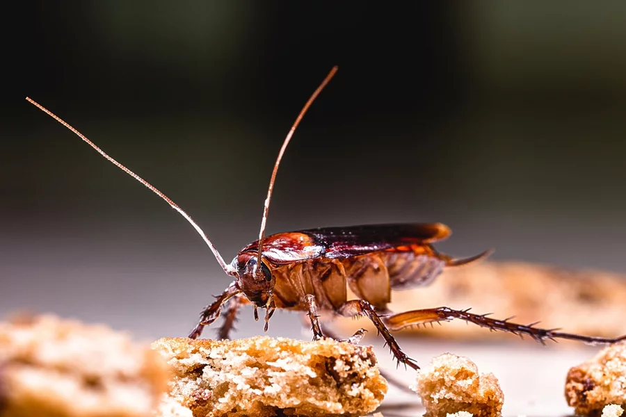Closeup of a cockroach easting food