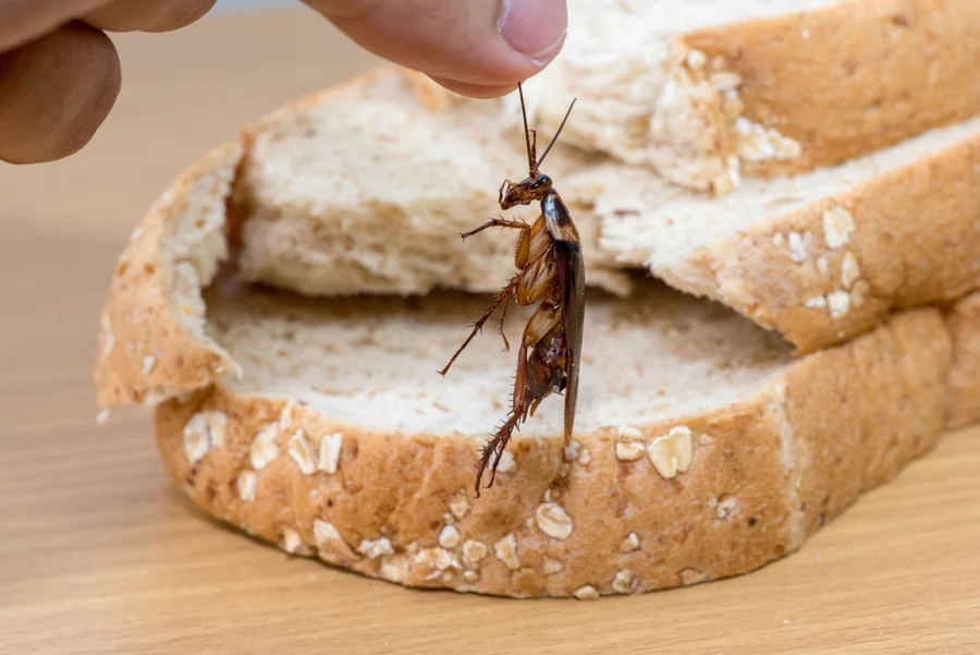 Closeup of cockroach and bread