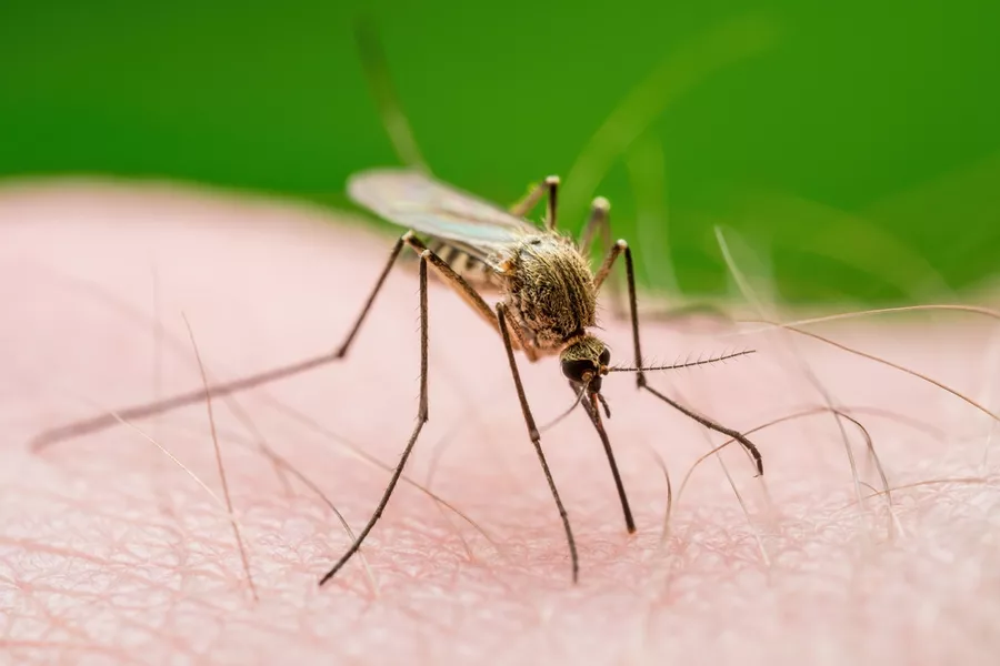 A close up of a mosquito biting someone.