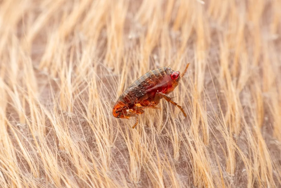 Extreme close-up of a common flea.  