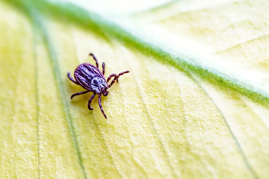 Tick, Ixodida, on the leaf.