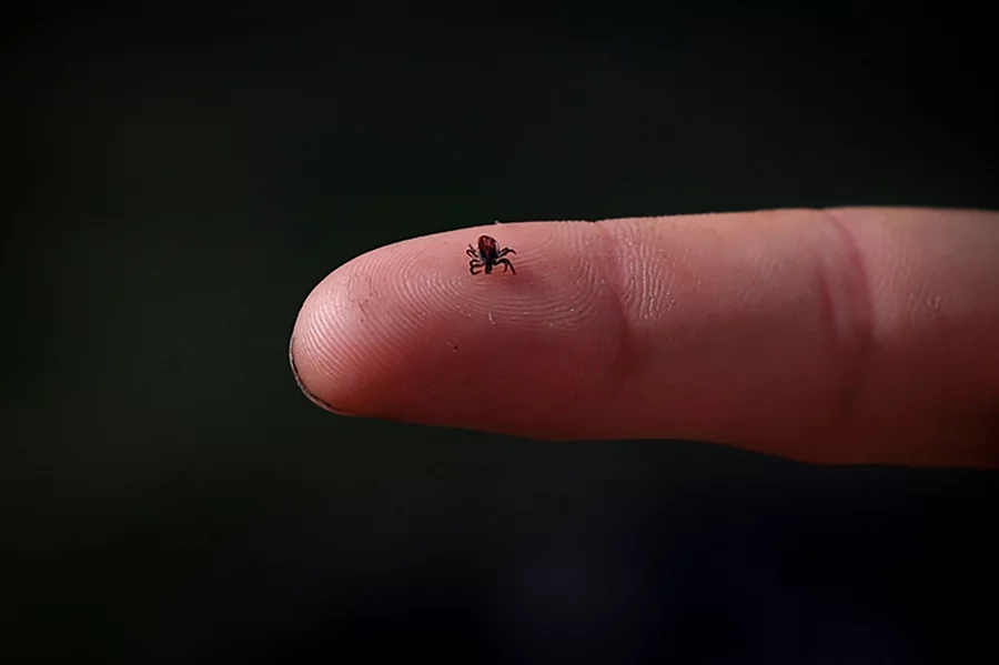 Tick sitting on a finger