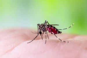 A close up of a mosquito biting skin.