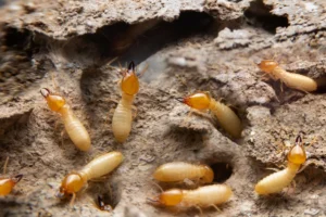 Group of the small termite on decaying timber.