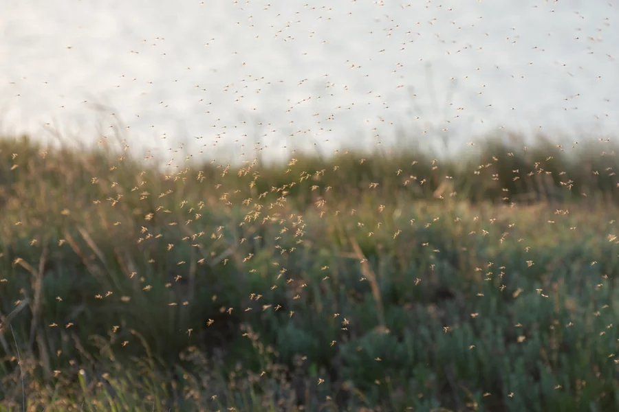 A swarm of mosquitos in wetlands.