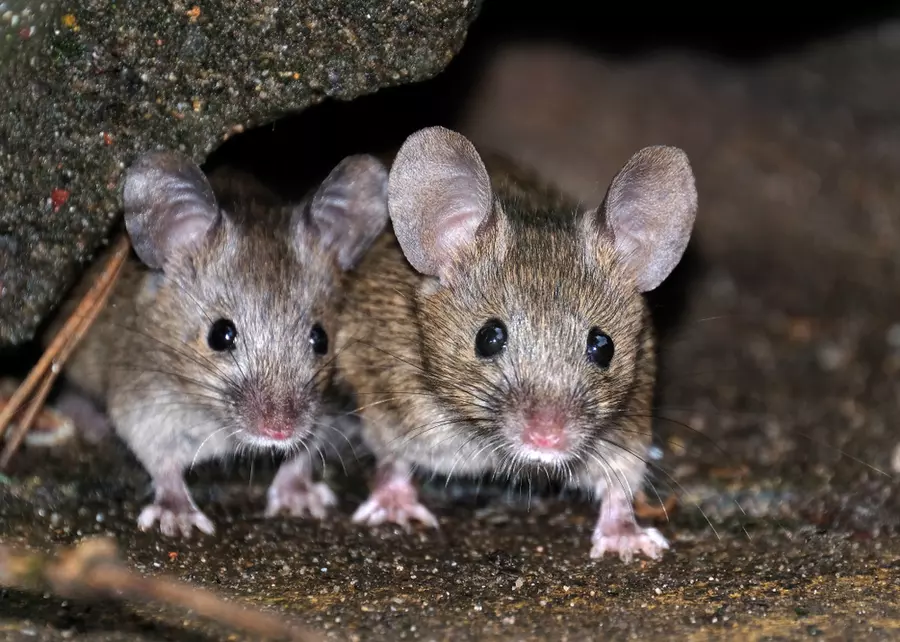 Two mice in a garden.