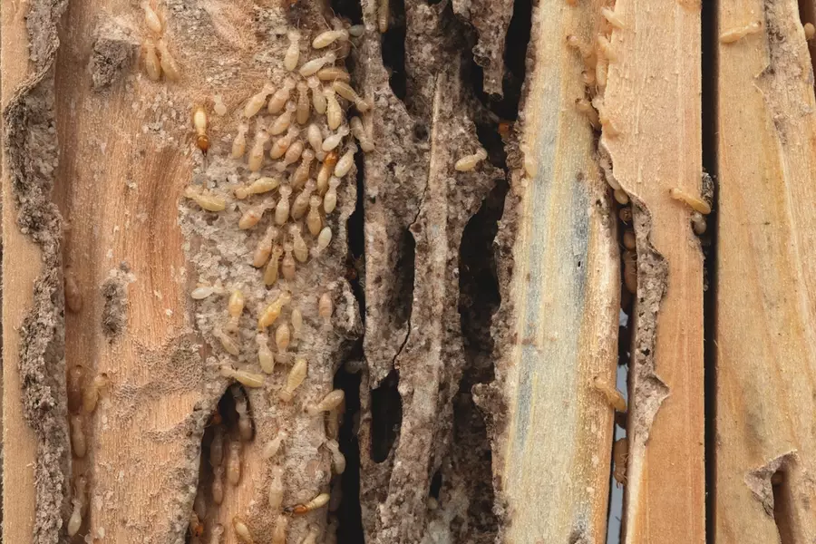Group of small termites destroy timber