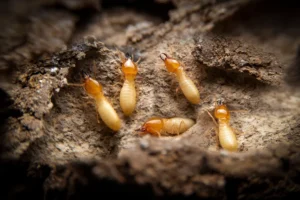 Group of small termites on decaying timber, searching for food to feed the larvae in the cavity.