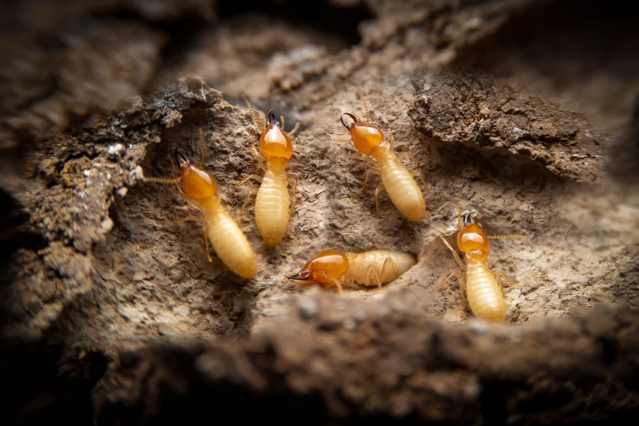 Group of small termites on decaying timber, searching for food to feed the larvae in the cavity.