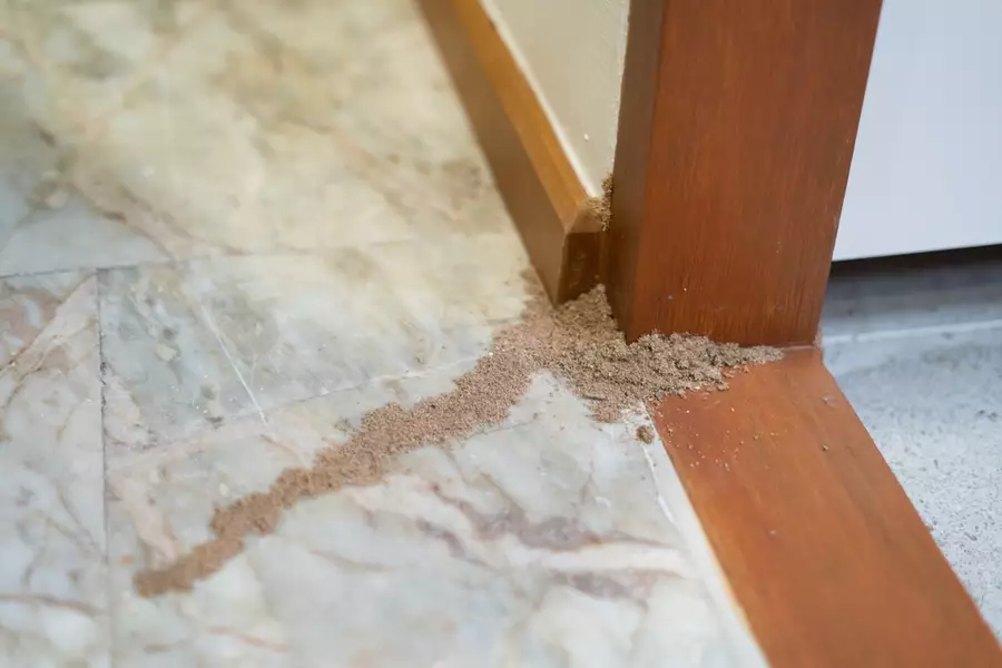 Termite damaged wood door frame in house