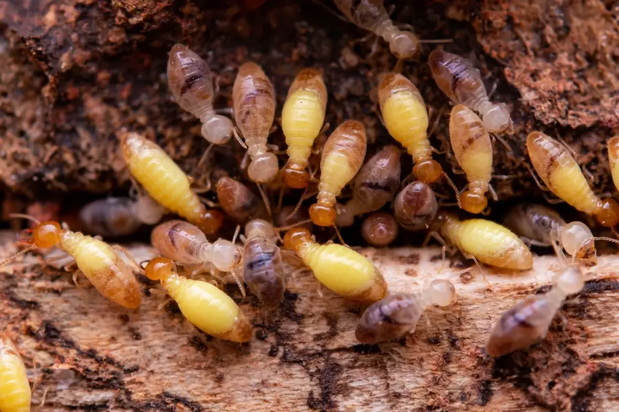 Termites eat wooden planks.