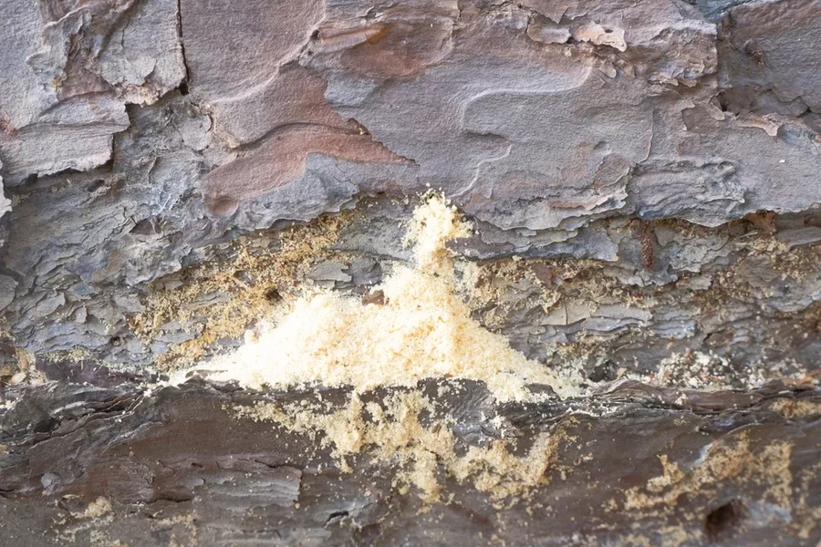 close-sawdust-pile-created-by-carpenter